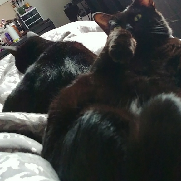 🐱 pet friendly closet 🐕 - Picture 2 of 6